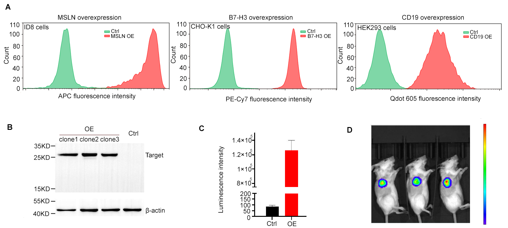 Validation of lentiviral-based gene overexpression